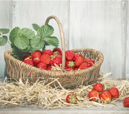 Die Erdbeere – die heimliche Nuss