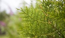 Thuja, Lebensbaum