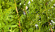 Thuja, Lebensbaum