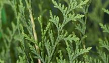 Thuja, Lebensbaum