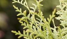 Thuja, Lebensbaum