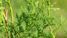 Thuja, Lebensbaum