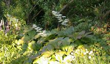Schaublatt