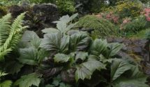 Schaublatt