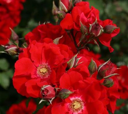 Rosa 'Roter Korsar'